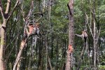 Rehabilitasi mangrove di Kalimantan Utara.