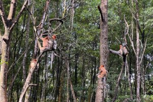 Rehabilitasi mangrove di Kalimantan Utara.