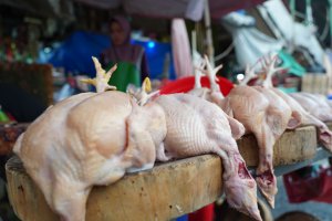 Harga Telur dan Daging Ayam Kembali Stabil (Foto: Katadata/Fauza Syahputra)