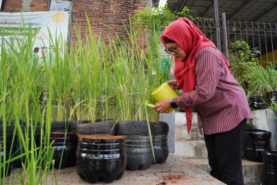 Jaga Lingkungan dan Ketahanan Pangan dengan Budi Daya Padi di Galon Bekas (Foto: Katadata/Fauza Syahputra)