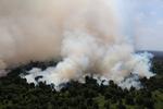 Kebakaran hutan dan lahan gambut di Kalbar