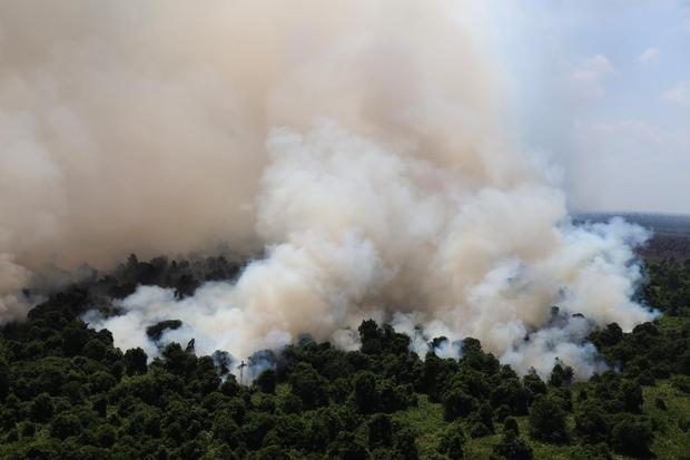 Baru Enam Bulan, Luas Karhutla Kalimantan Barat Lampaui Tahun Lalu