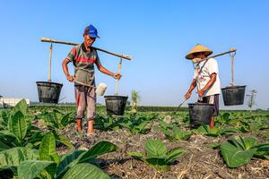 Upaya petani tembakau antisipasi dampak El Nino