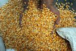 Serapan jagung pipil di Sumut