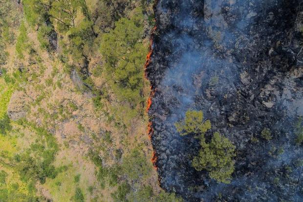 Api di Kawasan Kunci Biodiversitas: 22 Ribu Hektare Terindikasi Terbakar