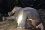 Bangkai Gajah Sumatra