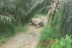 Gajah mati di Kaloy, Kabupaten Aceh Tamiang, Minggu (9/8/2026).