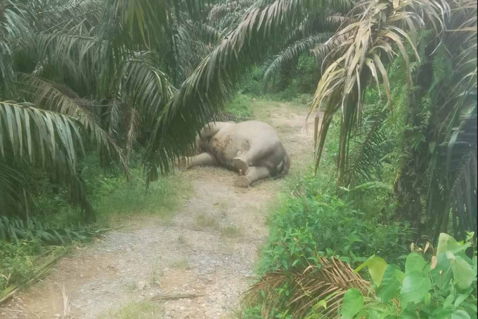 gajah yuna mati, gajah mati di kebun sawit,