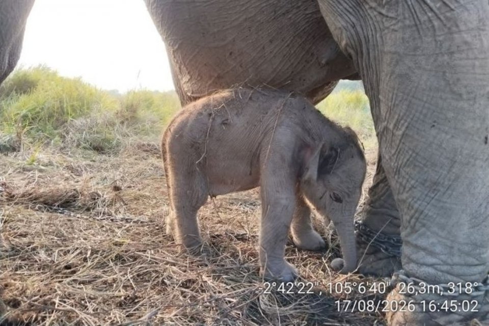 Bayi gajah sumatra jantan lahir di Pusat Konservasi, di Sumatra Selatan, bertepatan dengan HUT kemerdekaan RI ke-81.