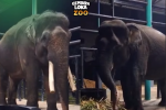 Gajah Deo dan Sinta
