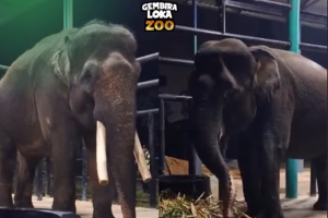 Gajah Deo dan Sinta