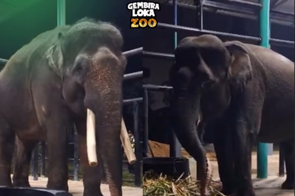 Gajah Deo dan Sinta, kaltim,