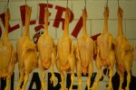 Ide Nama Usaha Jualan Ayam