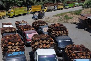 Harga TBS sawit periode Agustus di Sulbar