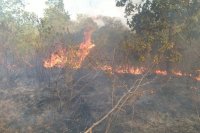 Kebakaran di Taman Nasional Way Kambas