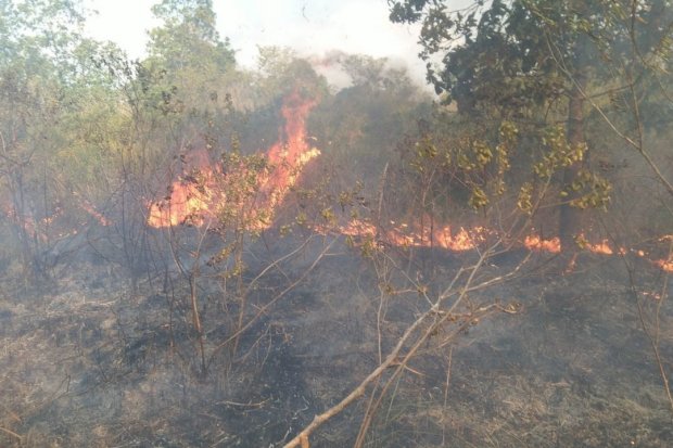 Kebakaran di Taman Nasional Way Kambas, Pemadaman Terkendala Akses Kendaraan