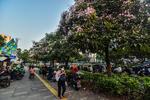 Bunga tabebuya bermekaran di Kramat Raya