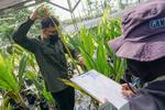Sertifikasi bibit unggul kelapa di Kabupaten Batang