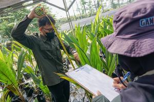 Sertifikasi bibit unggul kelapa di Kabupaten Batang