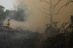 Luas kebakaran hutan dan lahan di Kalimantan Tengah