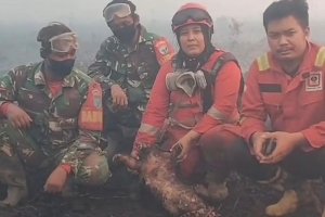 Bangkai Trenggiling di Kalbar
