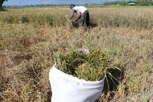 Padi gagal panen akibat kekeringan