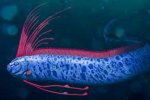 Fakta ikan Oarfish