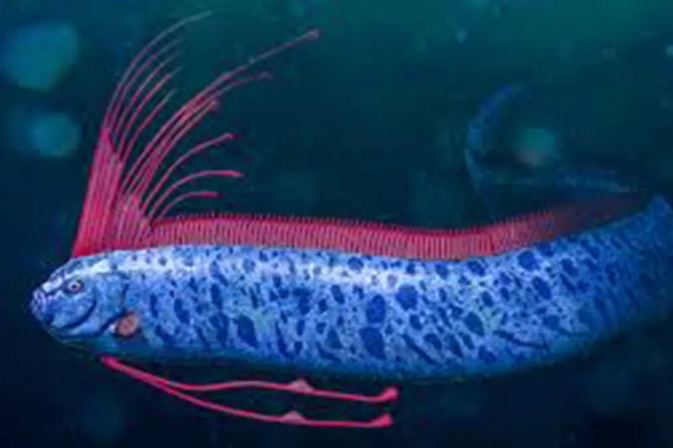 Fakta ikan Oarfish