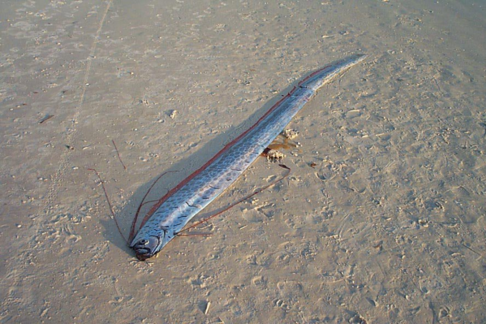 Gambar ikan Oarfish Kenapa oarfish disebut ikan kiamat, fakta tentang ikan oarfish laut dalam