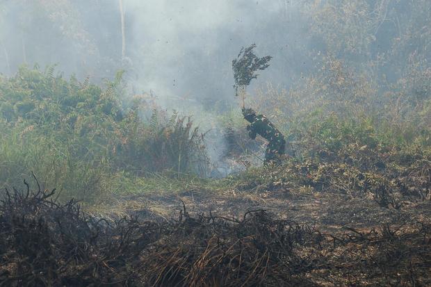 Kemenhut Bekukan Izin 5 Perusahaan Di Kabar Imbas Karhutla, Ini Daftarnya