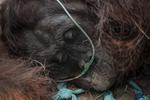 Evakuasi orang utan terdampak asap karhutla
