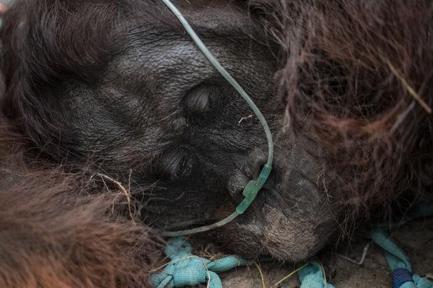 Orangutan Sempurna Tewas, Paru-paru Rusak Diduga Akibat Menghirup Asap Karhutla