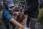 Evakuasi orang utan terdampak asap karhutla