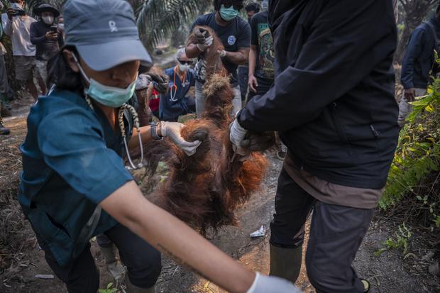17 Ribu Titik Panas Penuhi Habitat Orangutan Borneo, Dampak Berantai Mengintai