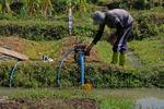 Petani keluarkan biaya tambahan untuk menyedot air