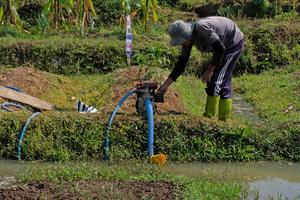 Petani keluarkan biaya tambahan untuk menyedot air