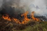 Luas lahan terdampak karhutla di Kalimantan Selatan