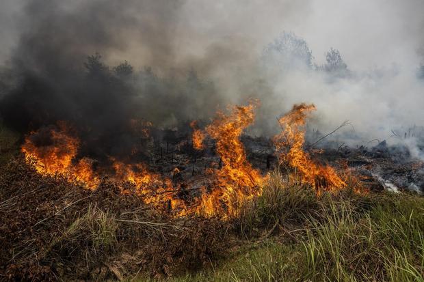 Luas lahan terdampak karhutla di Kalimantan Selatan