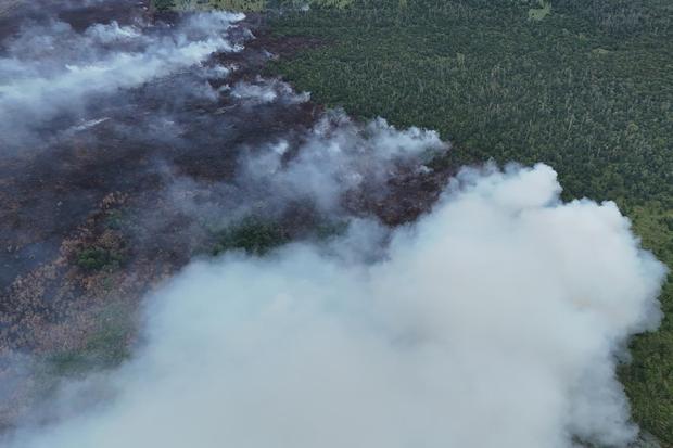 Kenapa Rencana Prabowo Cabut 8 Perda Bakar Lahan Dipersoalkan Pegiat Lingkungan?