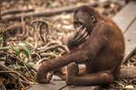 Asupan tambahan jaga kesehatan orang utan terdampak asap