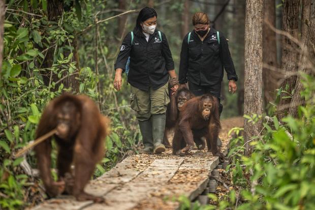 Kebakaran Berlanjut di TN Tanjung Puting, Bagaimana Kondisi Orangutan?