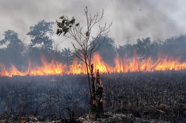 Panen Hotspot di Lahan Konsesi Sumsel, Walhi Temukan 22 Ribu Titik Sebulan