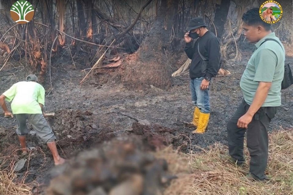 12 Bekantan ditemukan tewas terpanggang akibat kebakaran di Area Penggunaan Lain, di Desa Balimau, Kalimantan Selatan, Minggu (13/9). 