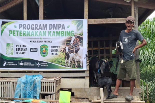 Peternakan kambing BUMDES Jiwata Energi yang didanai reward Desa Bebas Api