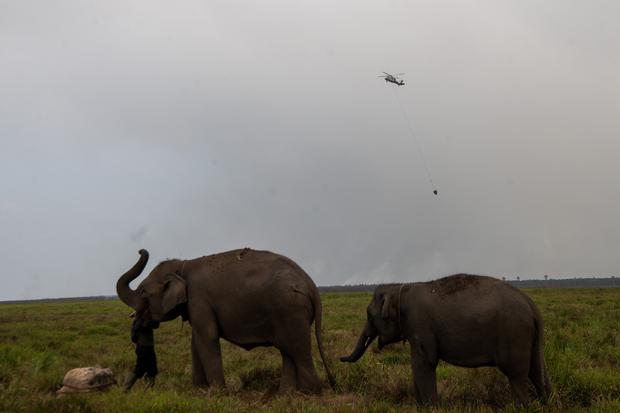 Karhutla dan Tekanan Jangka Panjang di Kantong-Kantong Gajah Sumatra