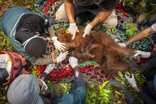 SOS: Tempat Rawat Orangutan Korban Karhutla di Kalimantan Barat Hampir Penuh