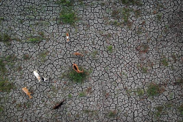 Super El Nino Bisa Sampai Kemarau 2027, Bahaya Karhutla dan Kekeringan Berulang
