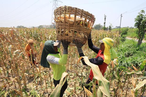 Pegiat Lingkungan Ingatkan Biofuel Terbatas, Lebih Tepat untuk Pesawat dan Kapal