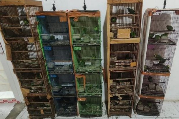 101 Burung Dilindungi Ditemukan di Medan, Jejaring Perdagangan Ditelusuri