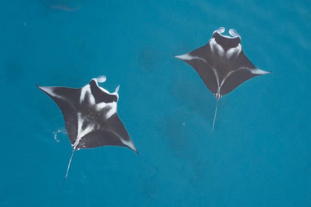Jaga Pari Manta, Konservasi Indonesia Siapkan Manta Impact Bond Pertama di Dunia